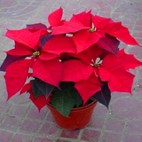 室内观叶植物 圣诞花卉盆栽 又称一品红圣诞红 适合圣诞节日