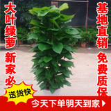 绿萝大型盆栽办公室内花卉净化空气吸甲醛绿植物好养客厅送礼北京