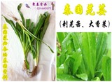 东南亚餐料批发 新鲜芫茜 刺芹 泰式香菜 泰国进口芫荽500g/16元