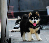 纯种阿拉斯加幼犬出售出售黑色桃脸巨型阿拉斯加狗狗74