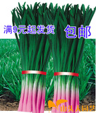 紫根韭菜种子最好吃独根红韭菜  抗寒耐高温 蔬菜籽 100粒 满包邮
