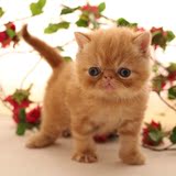 【家养更健康】纯种加菲猫宝宝 学名异国短毛猫 专业家庭繁殖