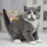 【萌猫舍】宠物猫咪活体 英国短毛猫英短蓝白蓝猫 可爱手套弟弟