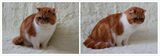CFA血统 纯种加菲猫 异国短毛猫 红白双色  母 MM  宠物猫