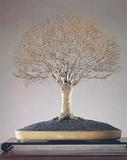 榉树盆景 日本进口根之八方性完美根系笔直树干四时可赏久久生长