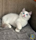 蓝眼星布偶猫CFA登录注册幼猫蓝双色海豹双色重点色山猫双SOLD