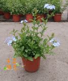 蓝雪花苗盆栽多年生植物超凡特价好养花期极长实拍成品苗开花不断