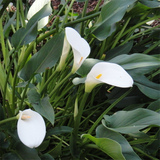 花卉绿植盆栽球根花卉 进口彩色马蹄莲白色马蹄莲苗 多品种