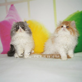出售波斯猫 黄白 异国短毛猫 纯种猫 宠物活体 英短幼猫