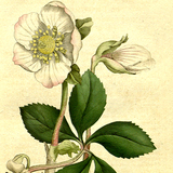 欧美复古古典 植物花卉 手绘 水粉 水彩 插画 绘画临摹设计素材