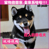 北京犬舍低价出售活体日本纯种柴犬狗幼犬高品质宠物狗出售BJ-4