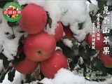 【老颜鲜果】5斤红富士苹果水果纯天然农家雪后采摘新鲜甜脆包邮