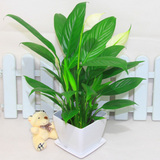一帆风顺白掌盆栽厕所植物花卉办公室桌面植物好养净化空气吸甲醛