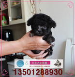 韩国泰迪犬纯种茶杯灰色幼犬狗狗出售宠物超小体玩具贵宾免费送货