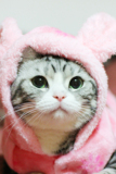 私房猫咪 法兰绒兔兔装 秋冬猫咪变身装2色 泰迪贵宾衣服