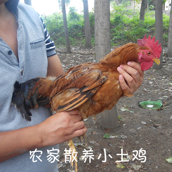 土鸡 农家散养 柴鸡 活鸡 自养童子鸡 小公鸡走地鸡 现杀新鲜鸡肉