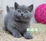 【宠猫屋】宠物活体 纯种猫咪 英国短毛猫 英短 可爱立耳猫咪弟弟