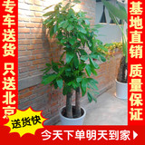 步步高发财树大型盆栽乔迁开业送礼办公室内客厅绿植物北京摇钱树