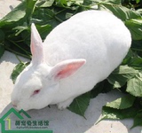 迷你兔子活体 纯种新西兰巨型白肉兔 自家繁殖包健康疫苗已打包邮