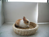 橙白道奇迷你兔 侏儒兔袖珍兔 Q版兔世界上最小型兔 宠物兔 活体