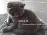 【单CFA】纯种英短蓝猫包子脸妹妹 超萌极品大毛量大脑壳英短蓝猫