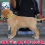 赛级双血统纯种金毛犬幼犬出售，骨量大的宠物狗适合家养狗狗
