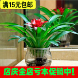 【天天特价】鸿运当头盆栽 水培花卉整套红星凤梨绿花植水养植物