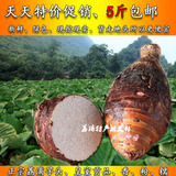 【天天特价】荔浦芋头新鲜槟榔芋绿色农家蔬菜有机香芋5斤装免邮