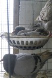 农村杂粮喂养乳鸽350g每只  三只包邮