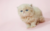 红白净樊母加菲猫宠物纯种活体异国短毛猫家养幼猫散养加菲猫