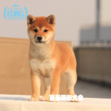纯种日本柴犬赤色幼犬狗狗出售小型犬宠物狗适合家养保证健康包邮