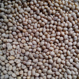云南农家土黄豆  老品种非转基因黄豆  五谷杂粮豆浆豆芽专用