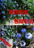 蓝雪花 苗 花卉盆栽 阳台庭院盆景 开花植物盆栽 多年生 花开不断