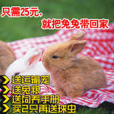 繁殖宠物兔子活体兔宝宝纯种熊猫兔迷你侏儒兔宝宝小兔子活体包邮