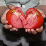 绿色新鲜西红柿番茄自然成熟红农家自种蔬菜水果