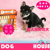 北京犬舍低价出售活体日本纯种柴犬狗幼犬高品质宠物狗出售BJ-15