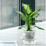 室内水培植物银皇后盆栽 大万年青植物四季常青净化空气吸甲醛