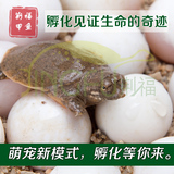 新鲜生态甲鱼蛋养殖王八蛋中华鳖蛋水鱼蛋 受精可孵化蛋 10颗/盒