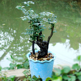 小叶紫檀名贵盆景高档盆栽树桩绿植室内办公桌面绿色耐寒植物含盆