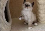 海豹手套双色布偶猫布拉多尔猫活体美国布偶猫宠物布偶猫 活体