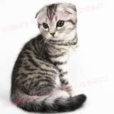 宠物猫活体纯种苏格兰折耳 虎斑纹猫咪宝宝幼崽重庆实体店包健康