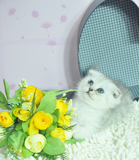 桃子的猫奴馆 可爱英短母猫 银渐层 英国短毛猫 有折耳基因 宠物