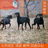 北京宠物狗狗寄养服务 贵宾/松狮/秋田/柴犬/杜宾/斗牛/阿拉斯加