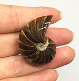 新品 天然极品鹦鹉螺化石把玩件海螺化石标本菊螺鹦鹉螺斑彩螺