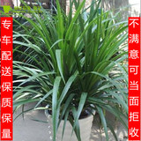 龙血树办公室内新房除味净化雾霾甲醛植物观叶盆栽绿植北京
