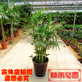室内大型绿植盆栽 夏威夷竹子盆栽 吸甲醛 净化空气 包成活