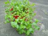 可食用新鲜薄荷盆栽苗一抹香植物驱蚊草绿植室内花卉绿植香草