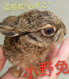 兔子活体成长系肉兔，兔子宝宝宠物兔小野兔小白兔黑兔可长10斤