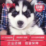 有它网 宠物狗狗 哈士奇犬纯种活体幼犬赛级蓝眼雪橇犬健康出售3
