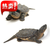 包邮2015头苗3-10厘米小鳄龟苗杂佛鳄龟北美深水龟宠物活体乌龟
